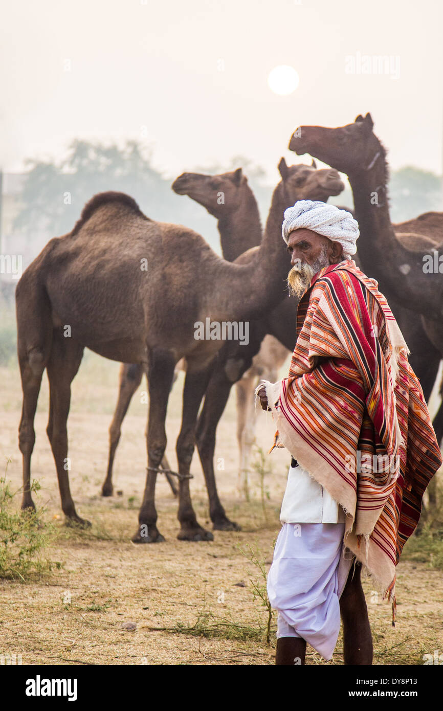 Kamel Pushkar Mela, Pushkar, Rajasthan, Indien Stockfoto