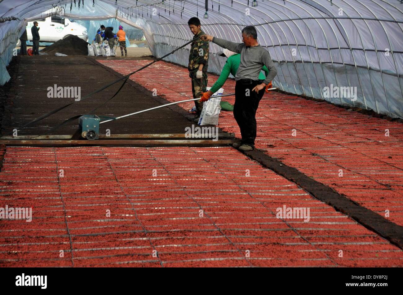 Heihe, Chinas Provinz Heilongjiang. 9. April 2014. Menschen arbeiten auf einem Bauernhof in Heilongjiang Reclamation Area in Heihe, Nordost-China Provinz Heilongjiang, 9. April 2014. Heilongjiang Reclamation Area, auf einer Fläche von etwa 2,4 Millionen Hektar, ist die größte staatliche Farm und auch die wichtige Basis der marktfähigen Korn in China. © Zhou Liangjun/Xinhua/Alamy Live-Nachrichten Stockfoto