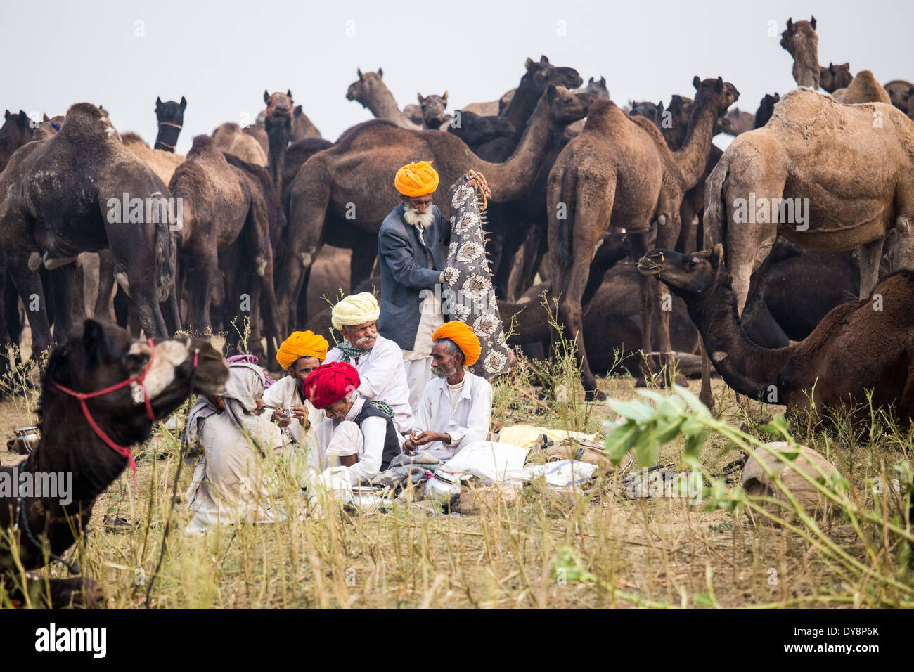 Kamel Pushkar Mela, Pushkar, Rajasthan, Indien Stockfoto