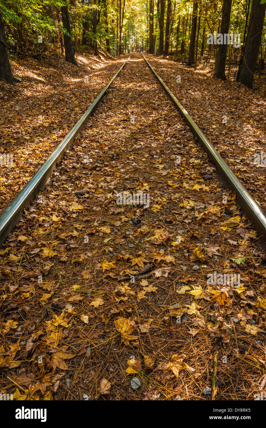 Eisenbahnschienen konvergieren in der Ferne unter einem bewaldeten Baumkronen. Stockfoto