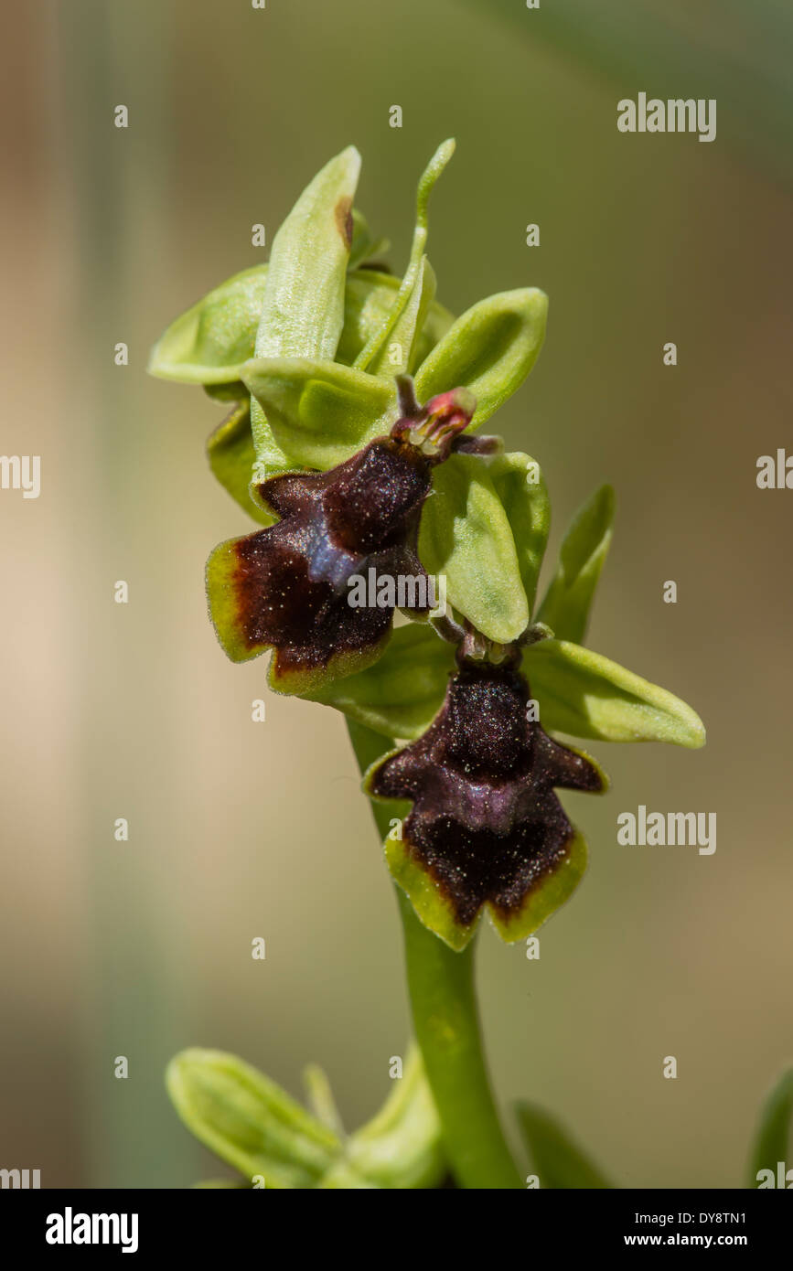 Ophrys Subinsectifera ist eine ganz seltenen mediterrane Orchideen