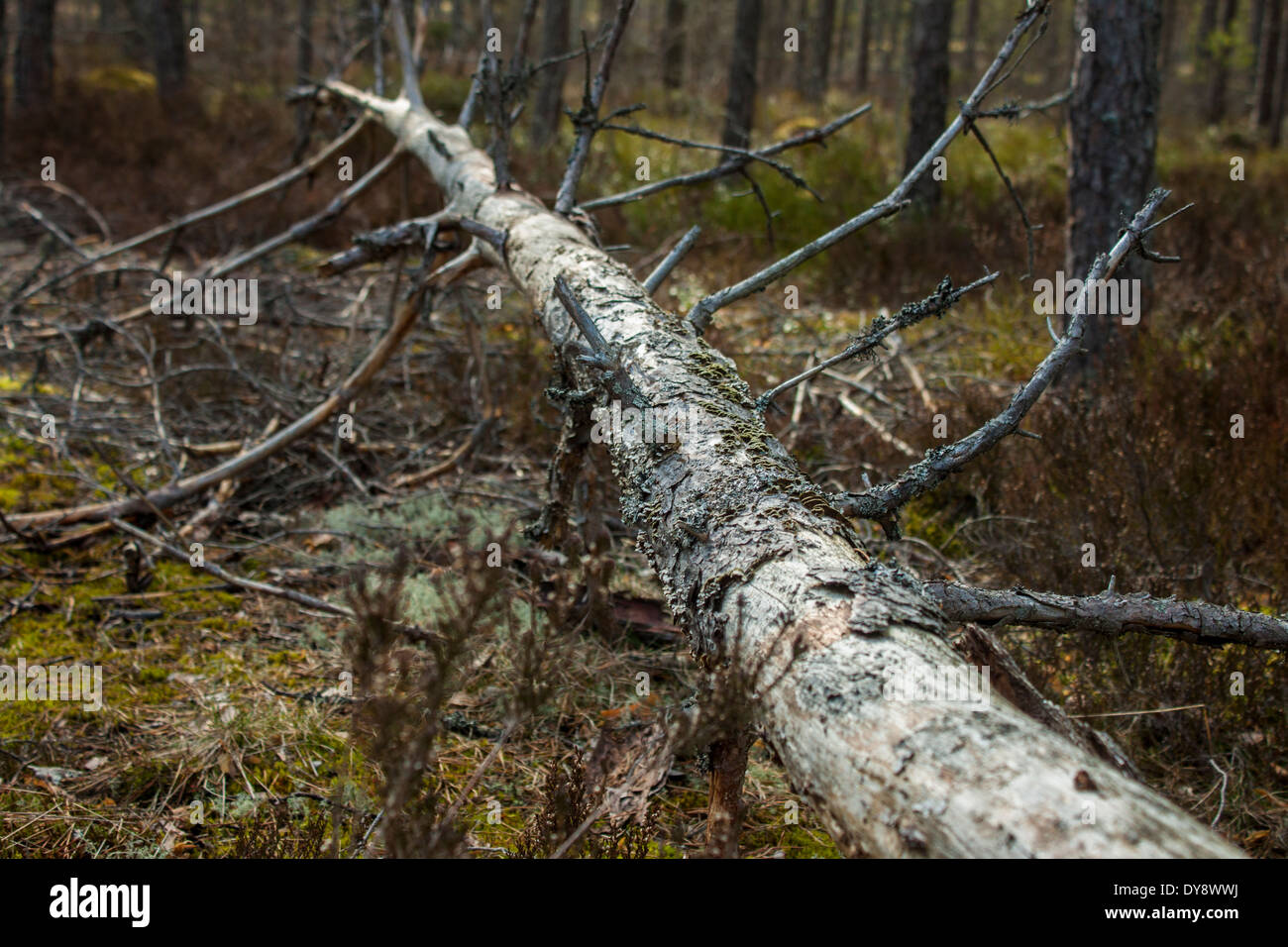 Umgestürzter Baum Stockfoto