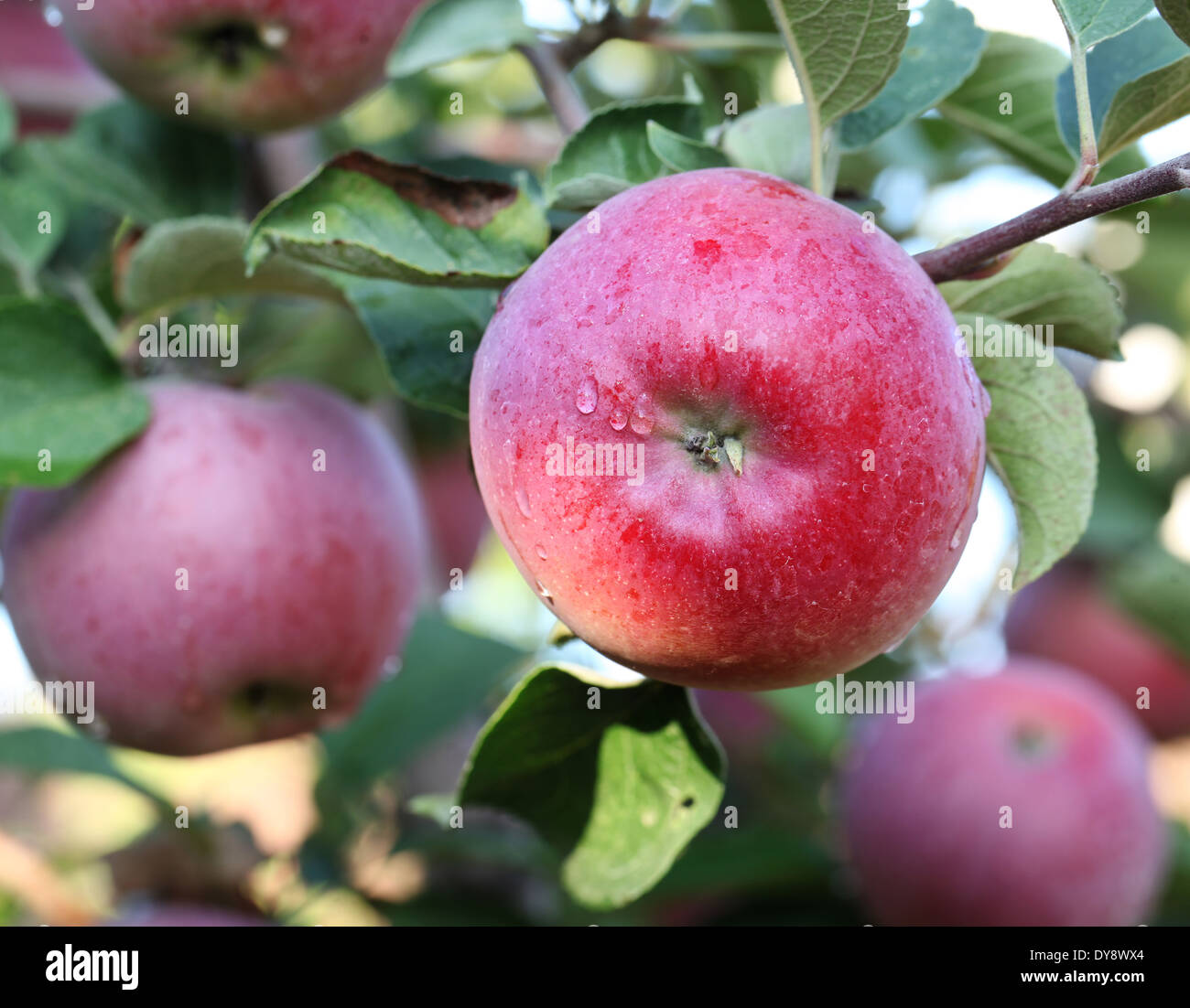 Rote Äpfel am Baum. Close-up. Stockfoto