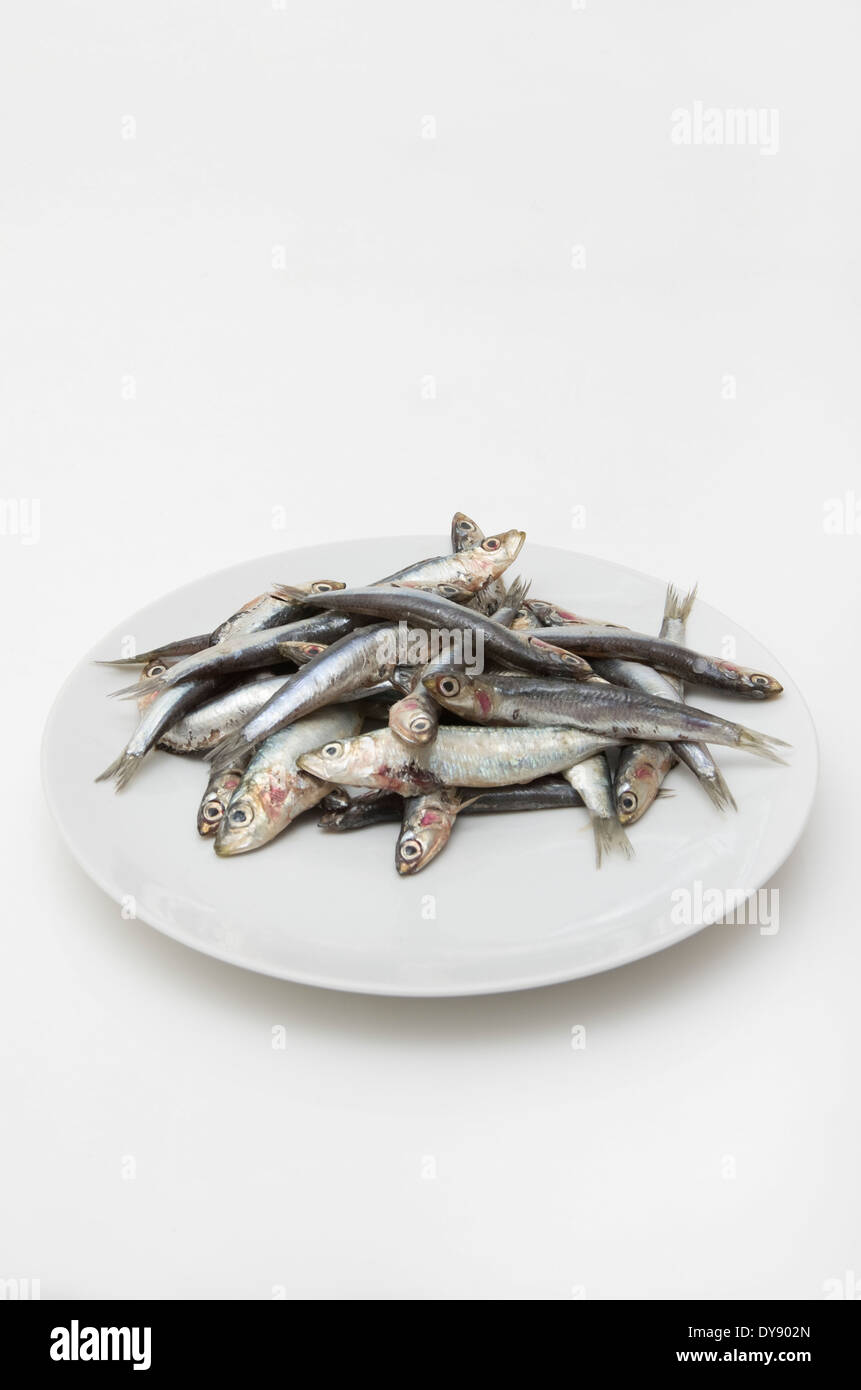 Teller mit Sardellen (Engraulidae) auf weißem Grund Stockfoto