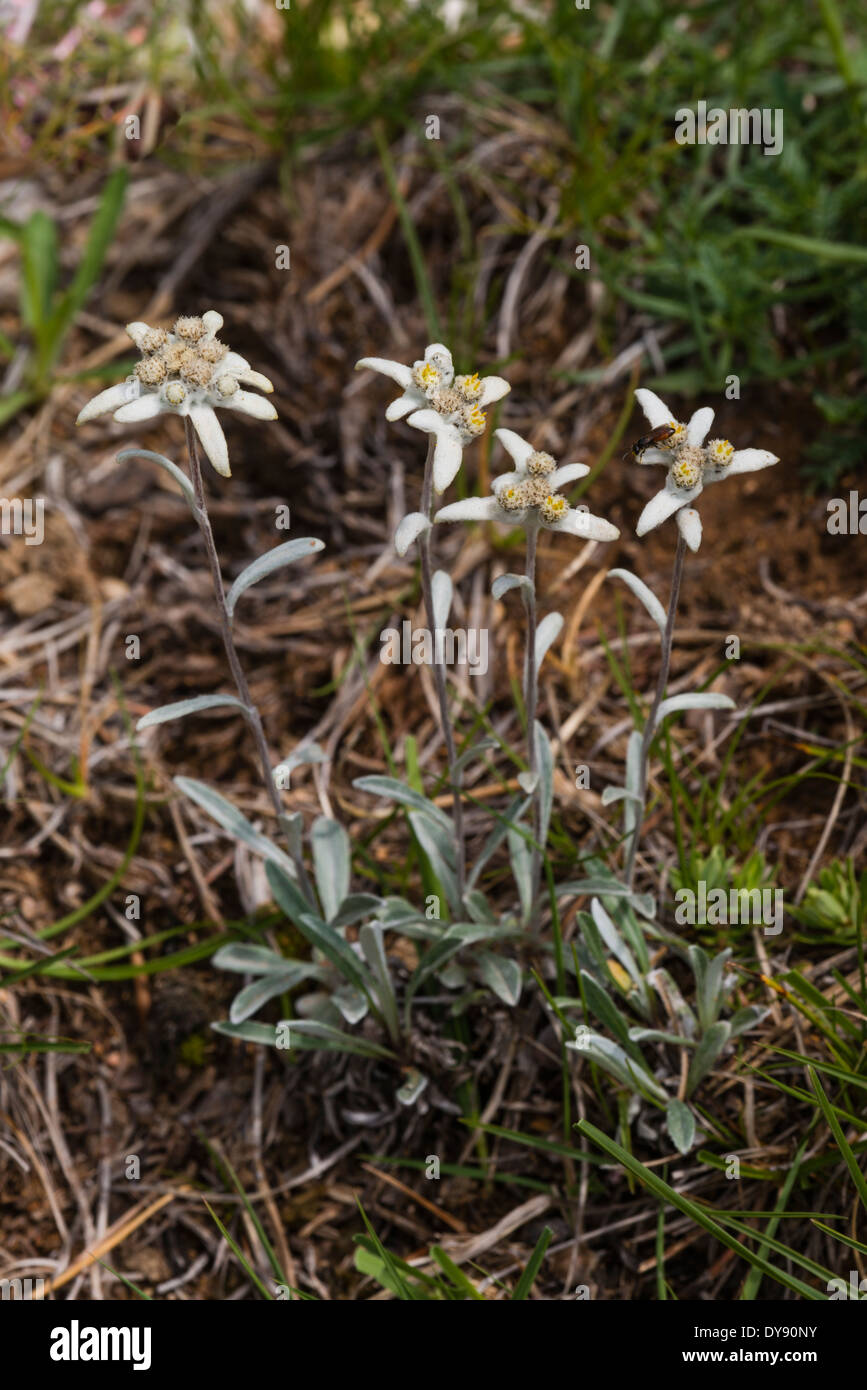 Edelweiß (Leontopodium Alpinum) weiße Blume, Spanien Stockfoto