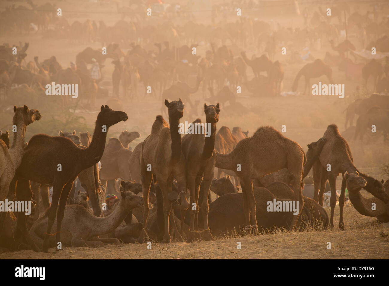 Pushkar Mela, Kamelmarkt, Kamele, Dromedare, Pushkar, Rajasthan, Indien, Asien, Indien, Tiere, Tier, Markt Stockfoto