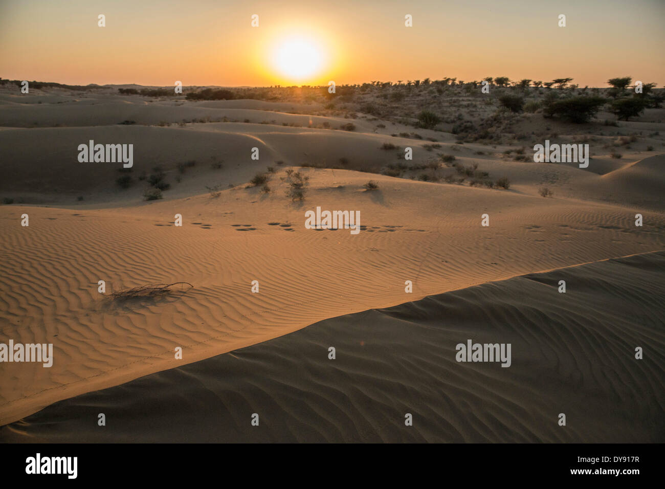Wüste Thar, Indien, Asien, Indien, Rajasthan, Sonnenaufgang, Landschaft Stockfoto