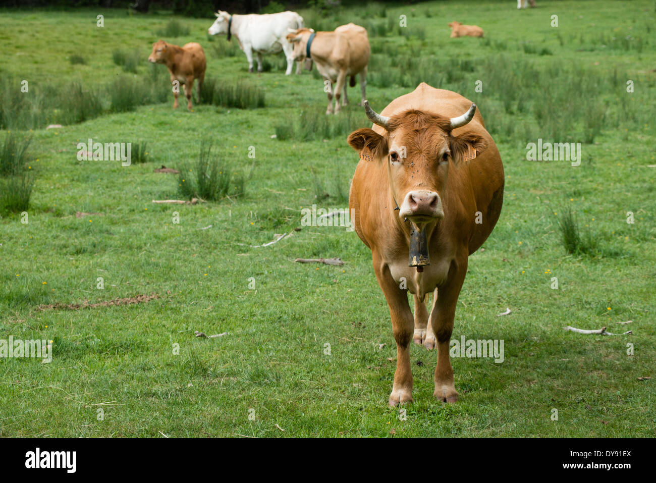 Pyrenäen-Rinder in Berg Wiese, La Pobla de Lillet, Spanien Stockfoto