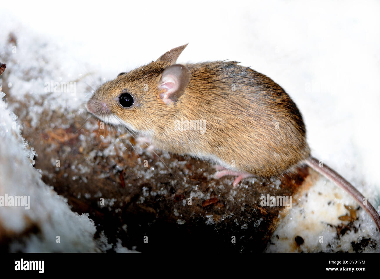 Feldmaus Nagetier Mäuse Mus Musculus wenig unerwünschte graue Maus Fell Tier Essen Winter Schnee Säugetiere Nagetiere Tier Tiere G Stockfoto