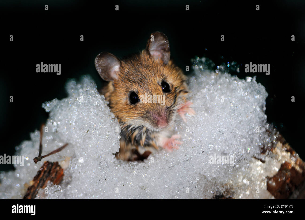 Feldmaus Nagetier Mäuse Mus Musculus wenig unerwünschte graue Maus Fell Tier Essen Winter Schnee Säugetiere Nagetiere Tier Tiere G Stockfoto