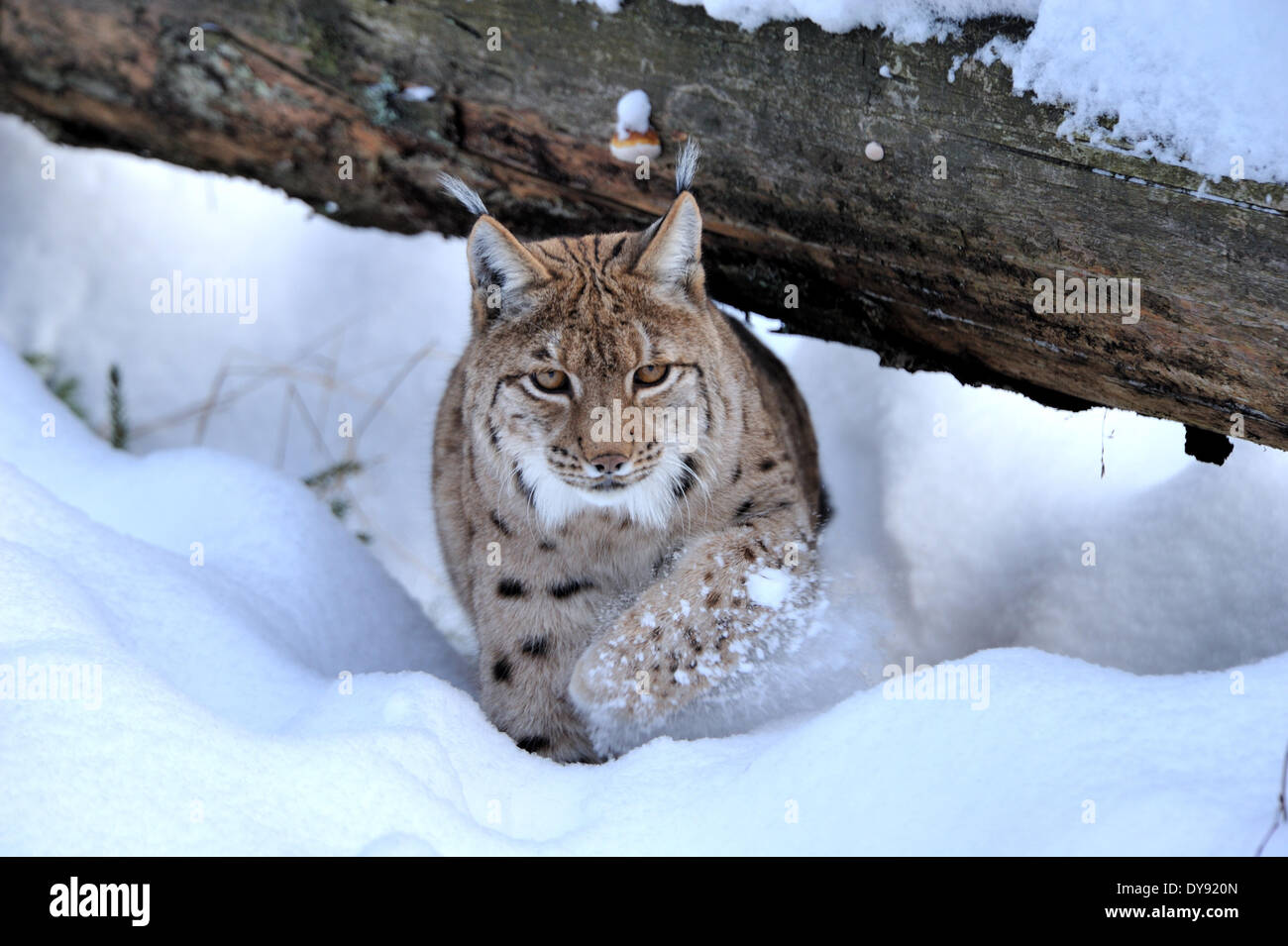 Luchs Katze Raubkatze Raubtier Katzen Wildkatze Großkatzen Luchse Pelztiere Winter Winter Luchs Lynx Lynx Eurasischen Luchs europäischen Schnee Stockfoto