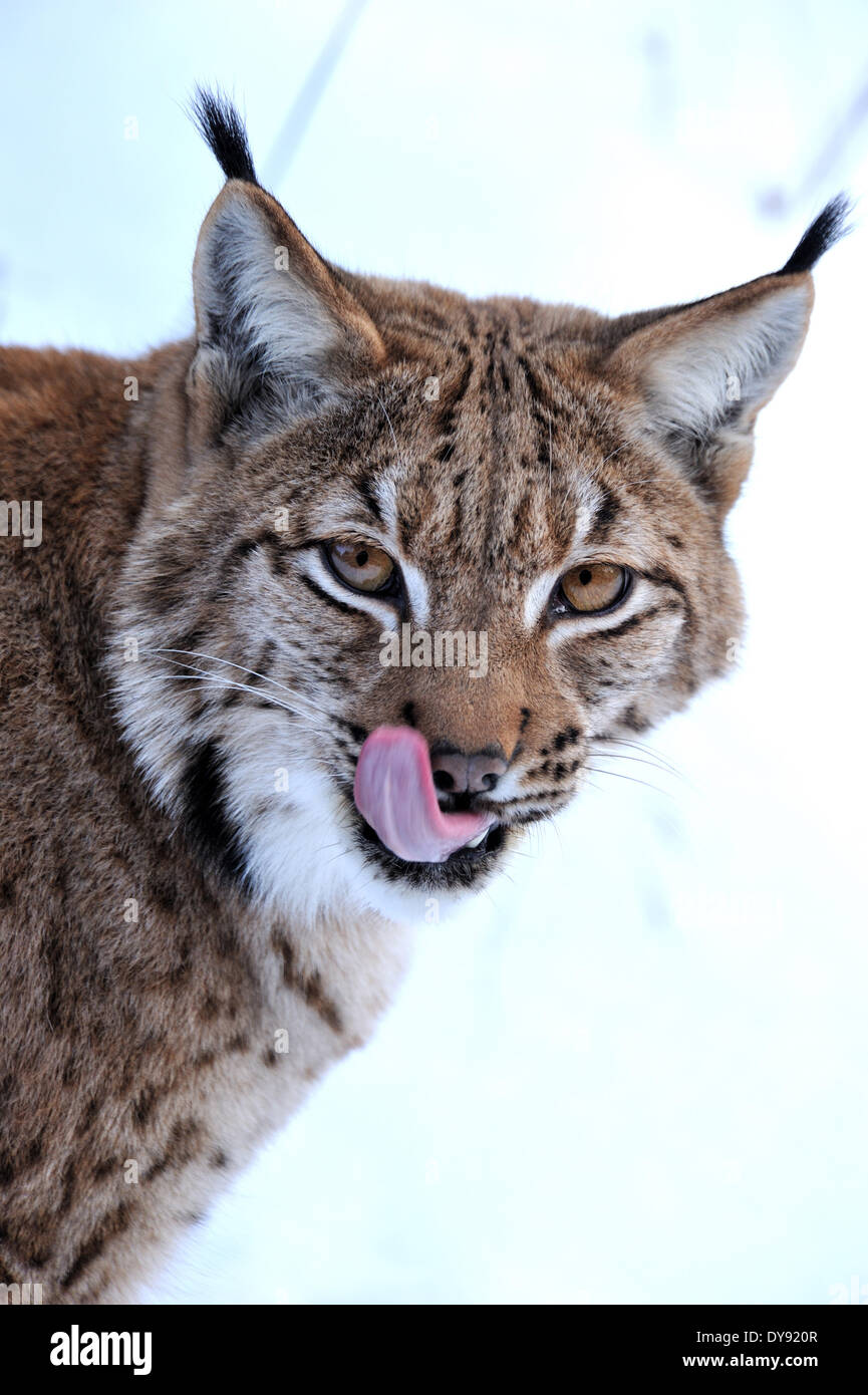 Luchs Katze Raubkatze Raubtier Katzen Wildkatze Großkatzen Luchse Pelztiere Winter Winter Luchs Lynx Lynx Eurasischen Luchs europäischen Schnee Stockfoto