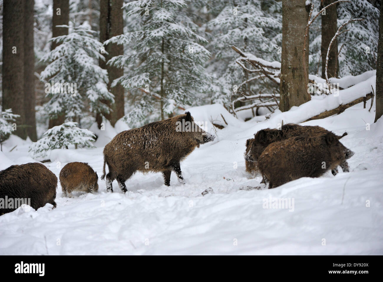 Wildschwein Sus Scrofa Scrofa Sau sät Wildschweine Klauentieren tierischen Schweinen Schwein Wirbeltiere Säugetiere Wildschweine Schnee Fichte fores Stockfoto