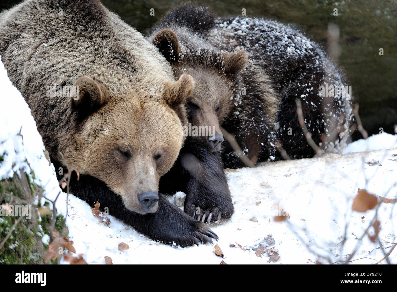 Braunbär europäischen tragen Europäische Braunbären Raubtier Ursus Arctos Bär Schnee Winter weibliche junge Tier Deutschland Euro Stockfoto