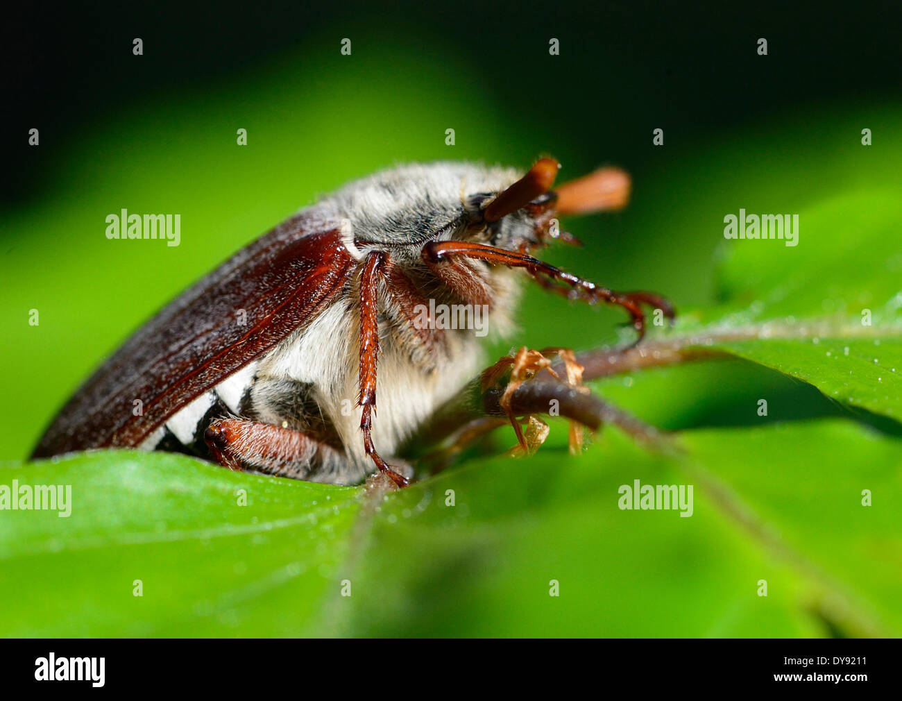 Melolontha, Maikäfer, Insekten, Skarabäen, Polypagha, Käfer, Krabbeltiere, Tier, Tiere, Deutschland, Europa Stockfoto