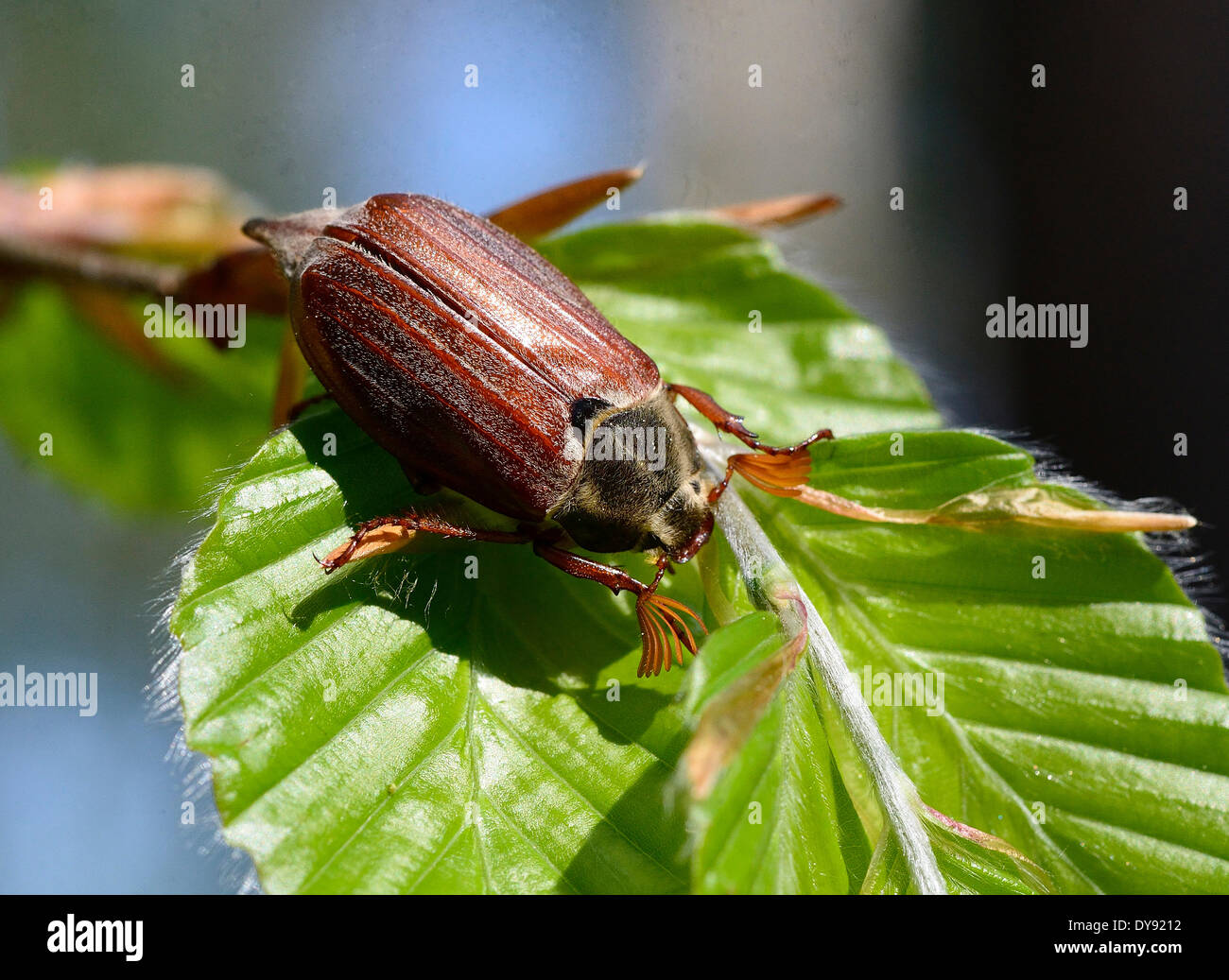 Melolontha, Maikäfer, Insekten, Skarabäen, Polypagha, Käfer, Krabbeltiere, Tier, Tiere, Deutschland, Europa Stockfoto