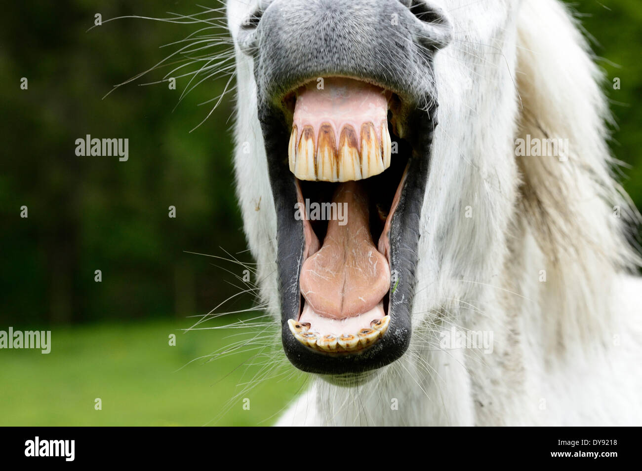 Weißes Pferd, Pferd, Pferd, Pferd Zähne, Zähne lachen, lachen, wiehern, lachen, Tier, Tiere, Deutschland, Europa, Stockfoto