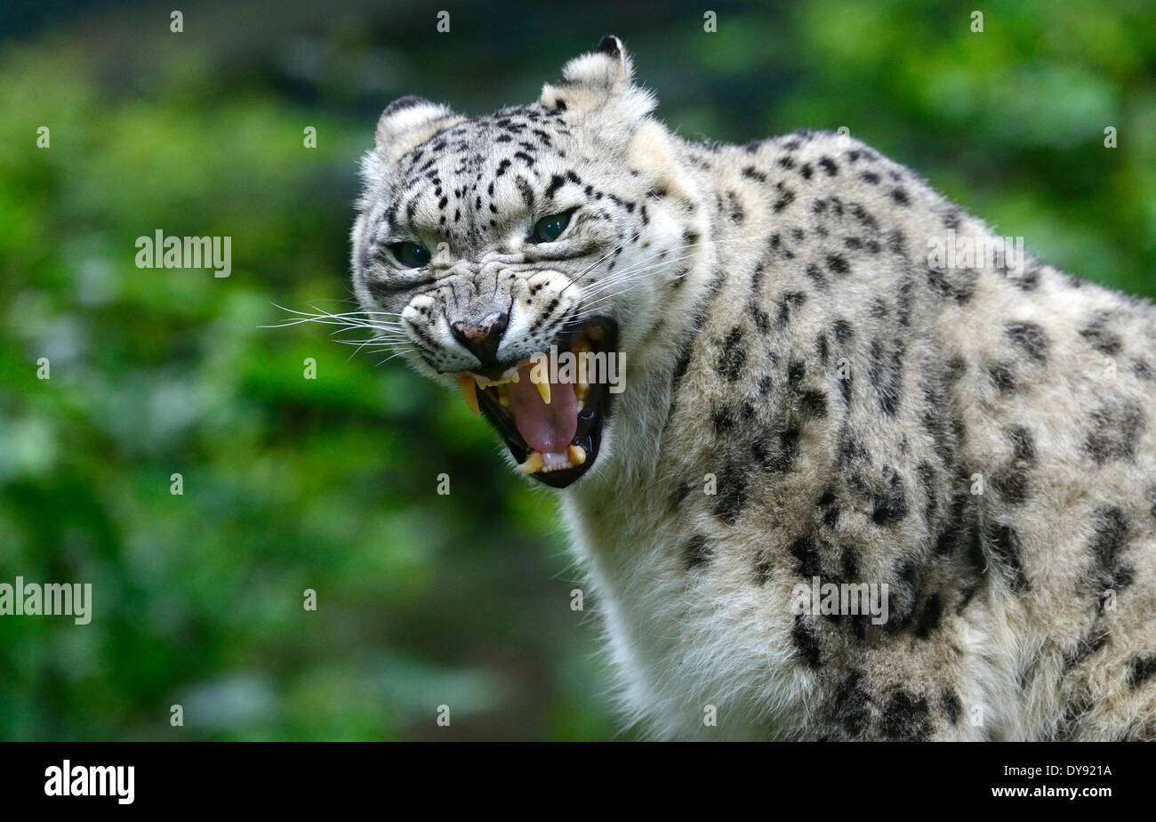 Snow Leopard Unze Leopard Raubkatze Raubtier Katze Katzen Viverrid Irbis Uncia Uncia große Katzen Tier Deutschland Europa, Stockfoto