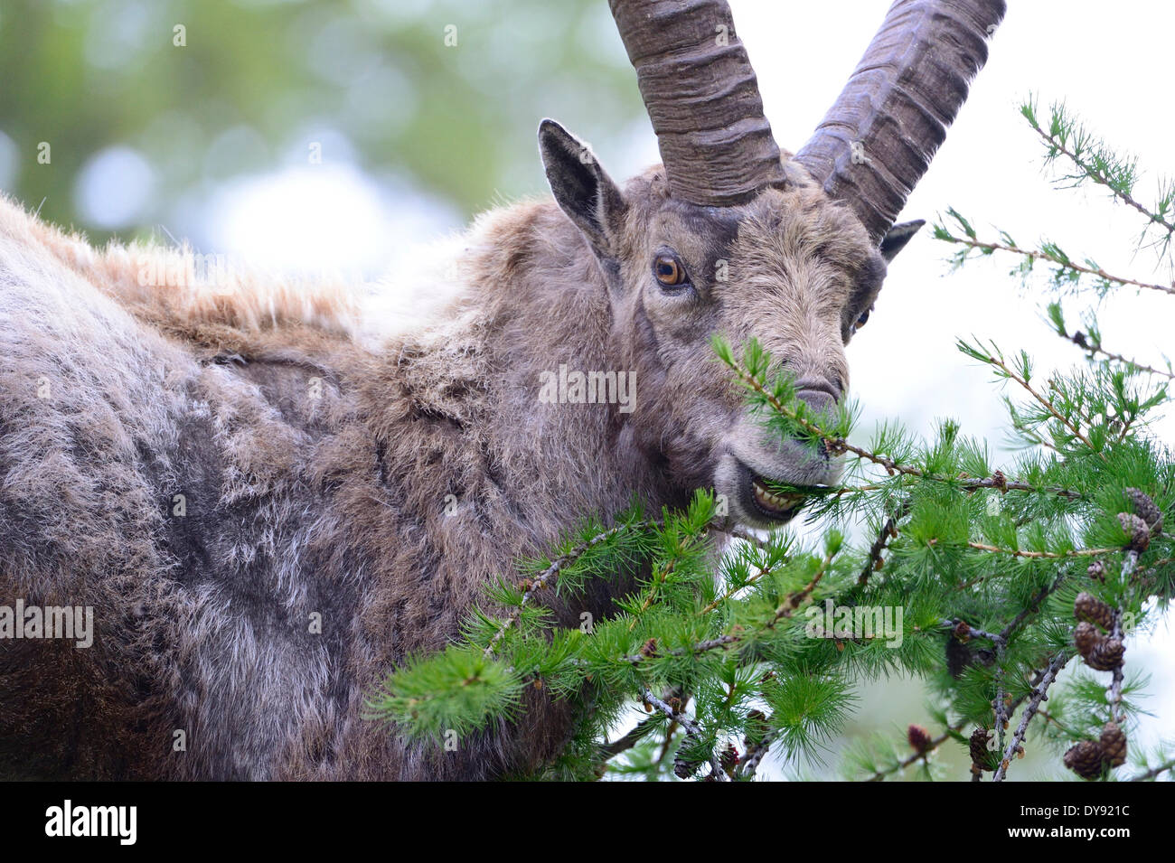 Steinbock-Steinbock Bergziege Klauentieren Tierhörnern Horntiere Ziege-Antilopen Capra Ibex Berge horn Änderung der Mantel mountai Stockfoto