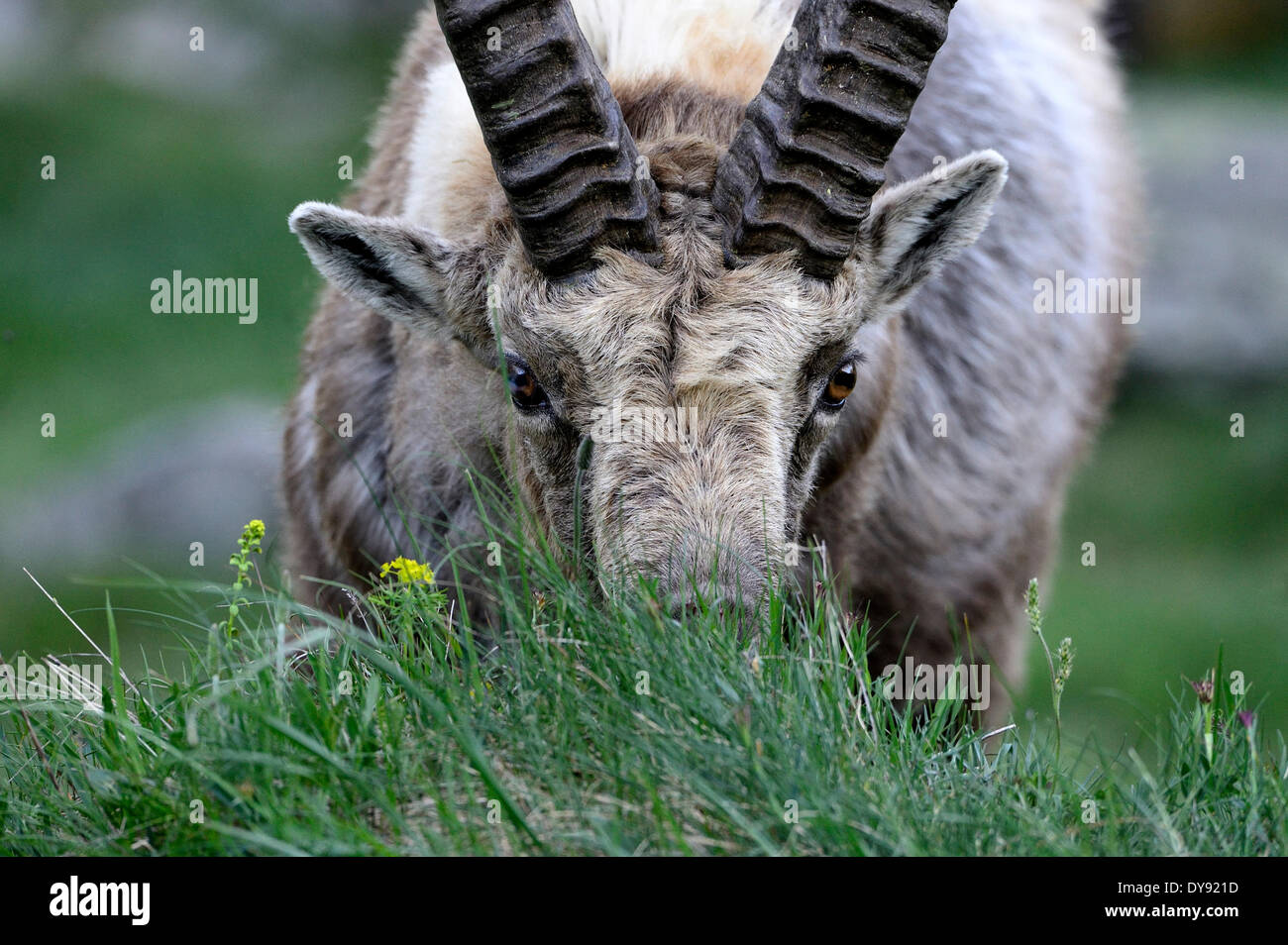 Steinbock-Steinbock Bergziege Klauentieren Tierhörnern Horntiere Ziege-Antilopen Capra Ibex Berge horn Änderung der Mantel mountai Stockfoto