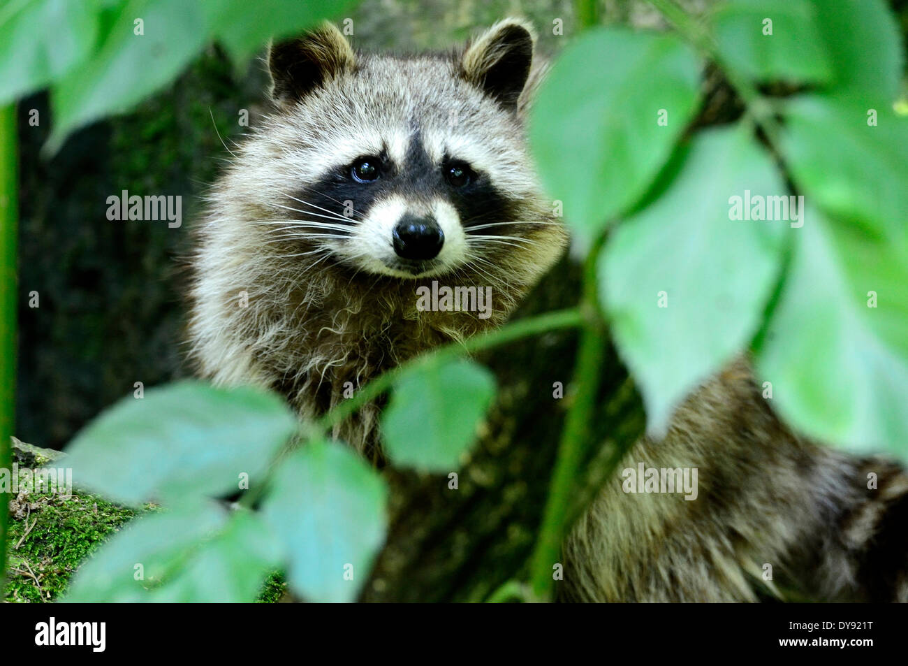 Racoon, Caniden, Raubtier, kleiner Bär, nordamerikanischer Waschbär, Procyon Lotor, Waschbären, Tier, Tiere, Deutschland, Europa, Stockfoto