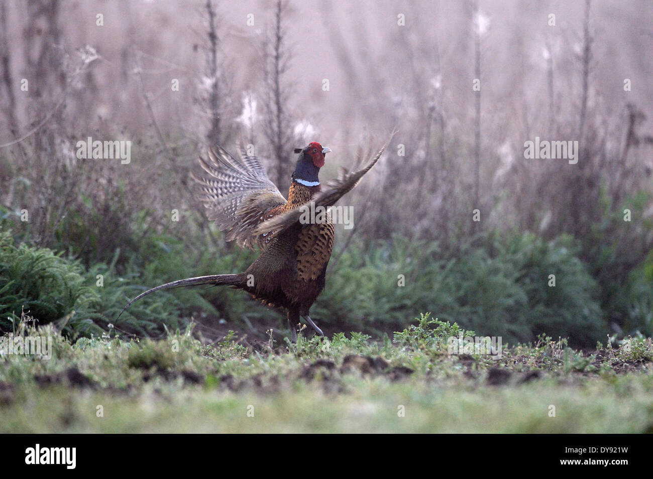 Fasan gemeinsame Fasan hühnerartigen Vögel Phasianus Colchicus Mongolicus Rebhühner Fasane Rebhühner galliforma Stockfoto