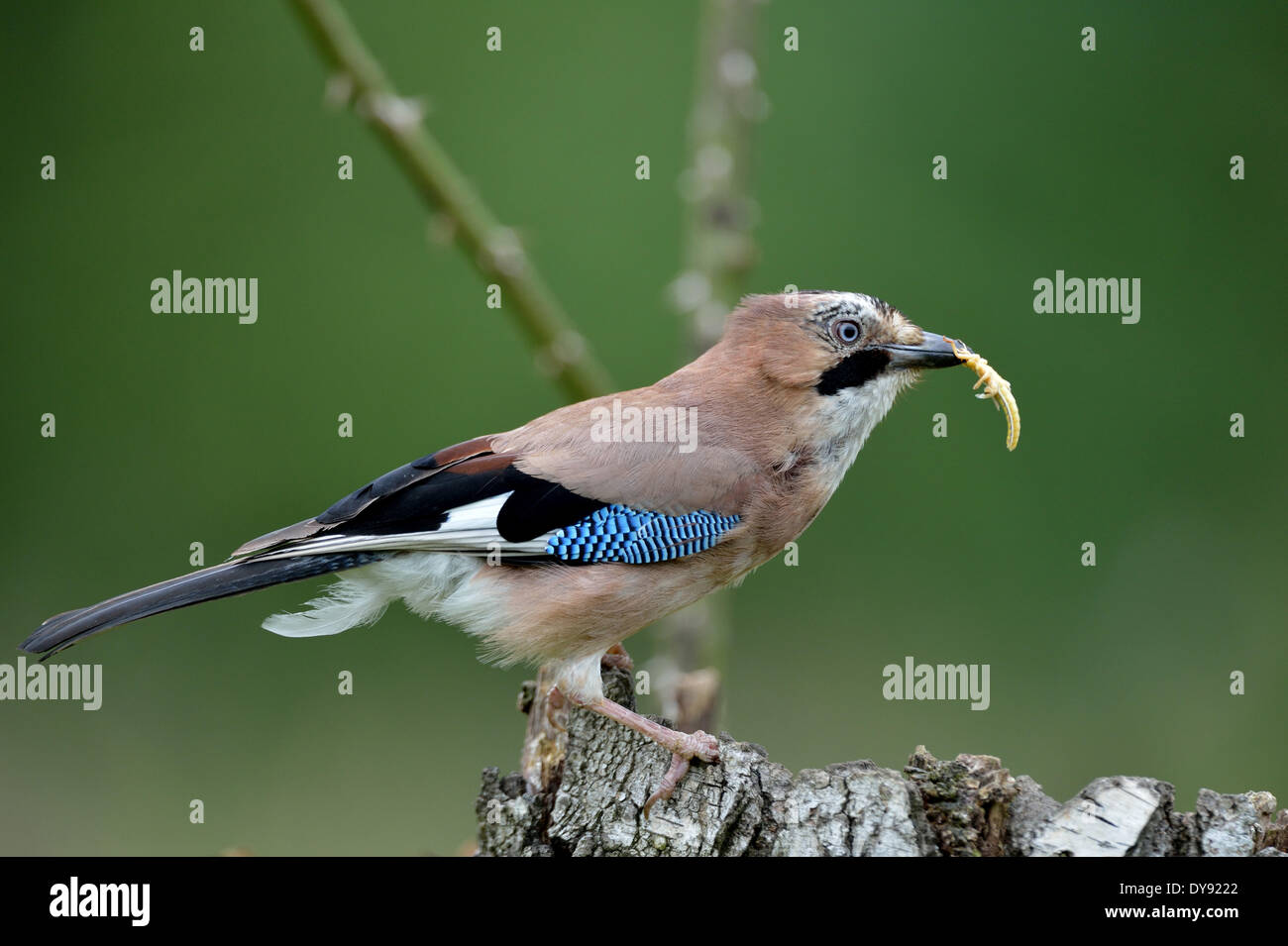 Jay, Singvögel, Singvögel, Rabenvögel, Garrulus Glandarius, Vögel, Vogel, Tier, Tiere, Deutschland, Europa, Stockfoto