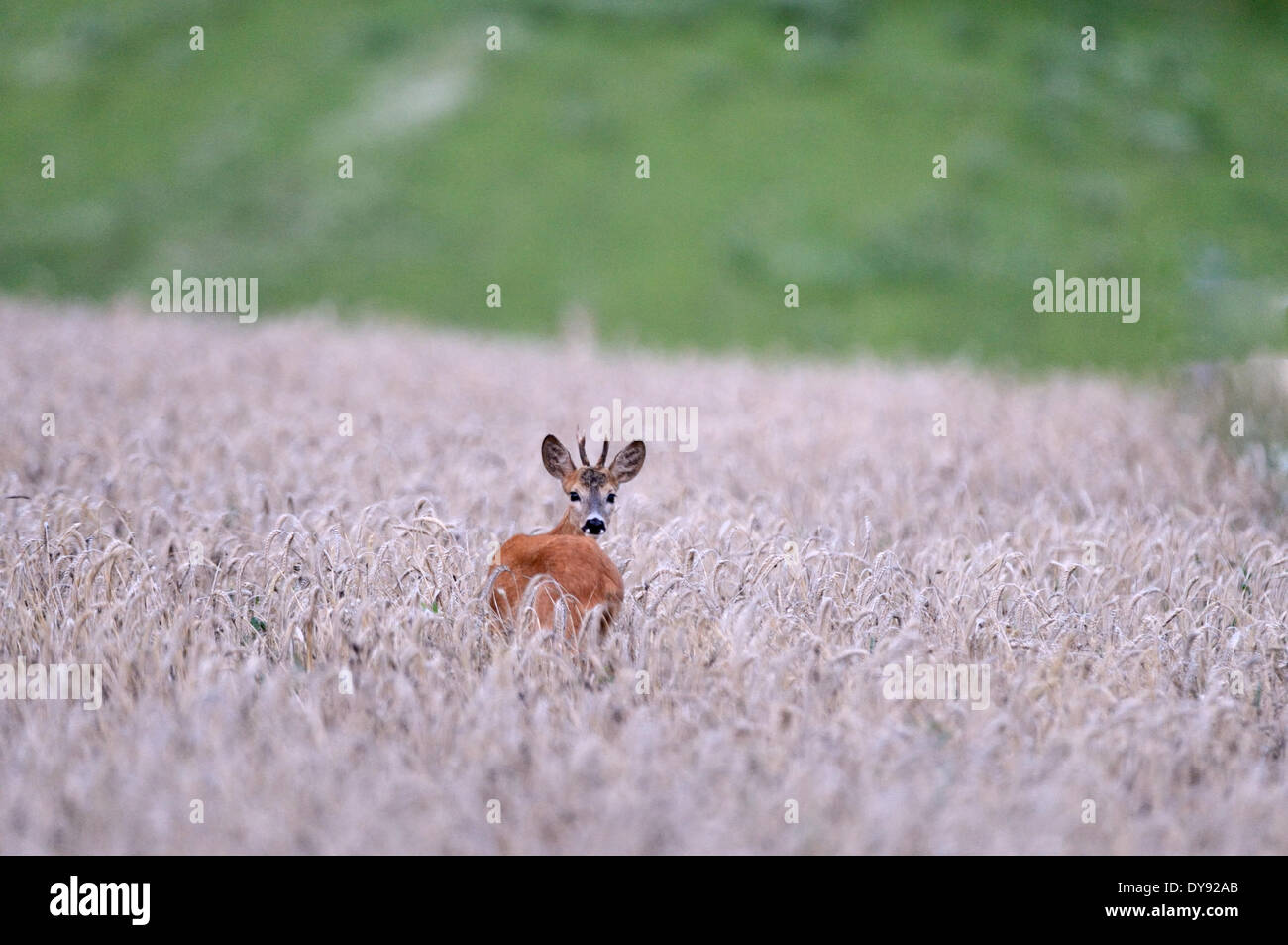Rehe Capreolus Capreolus Paarhufern New World Reh Rehbock Sommer Ziege Spurrinnen Saison Brunft Tier Deutschland Stockfoto