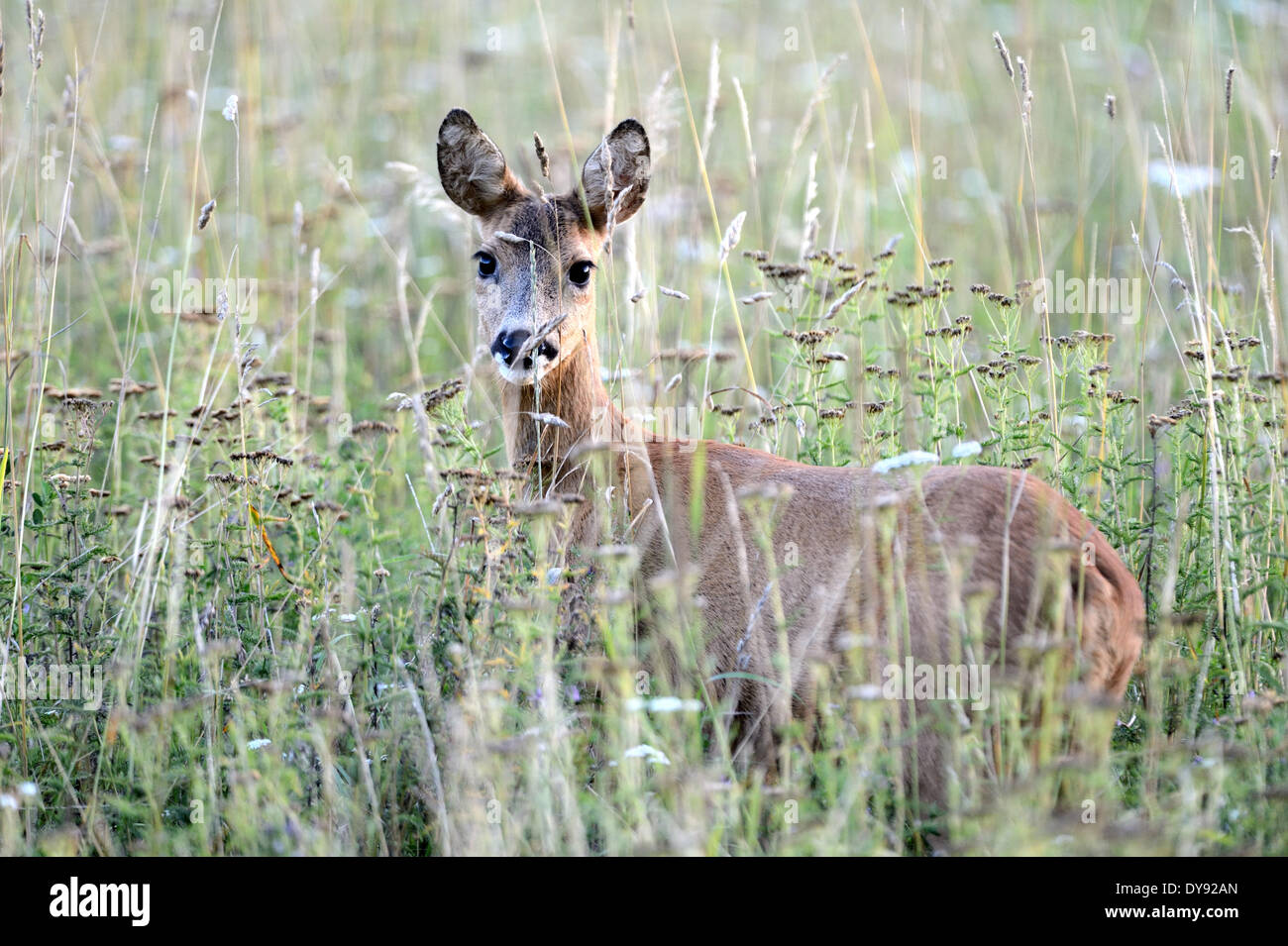 Rehe Capreolus Capreolus Paarhufern New World Hirsch Sommer Doe Sommer Ricken Tier Deutschland Europa, Stockfoto