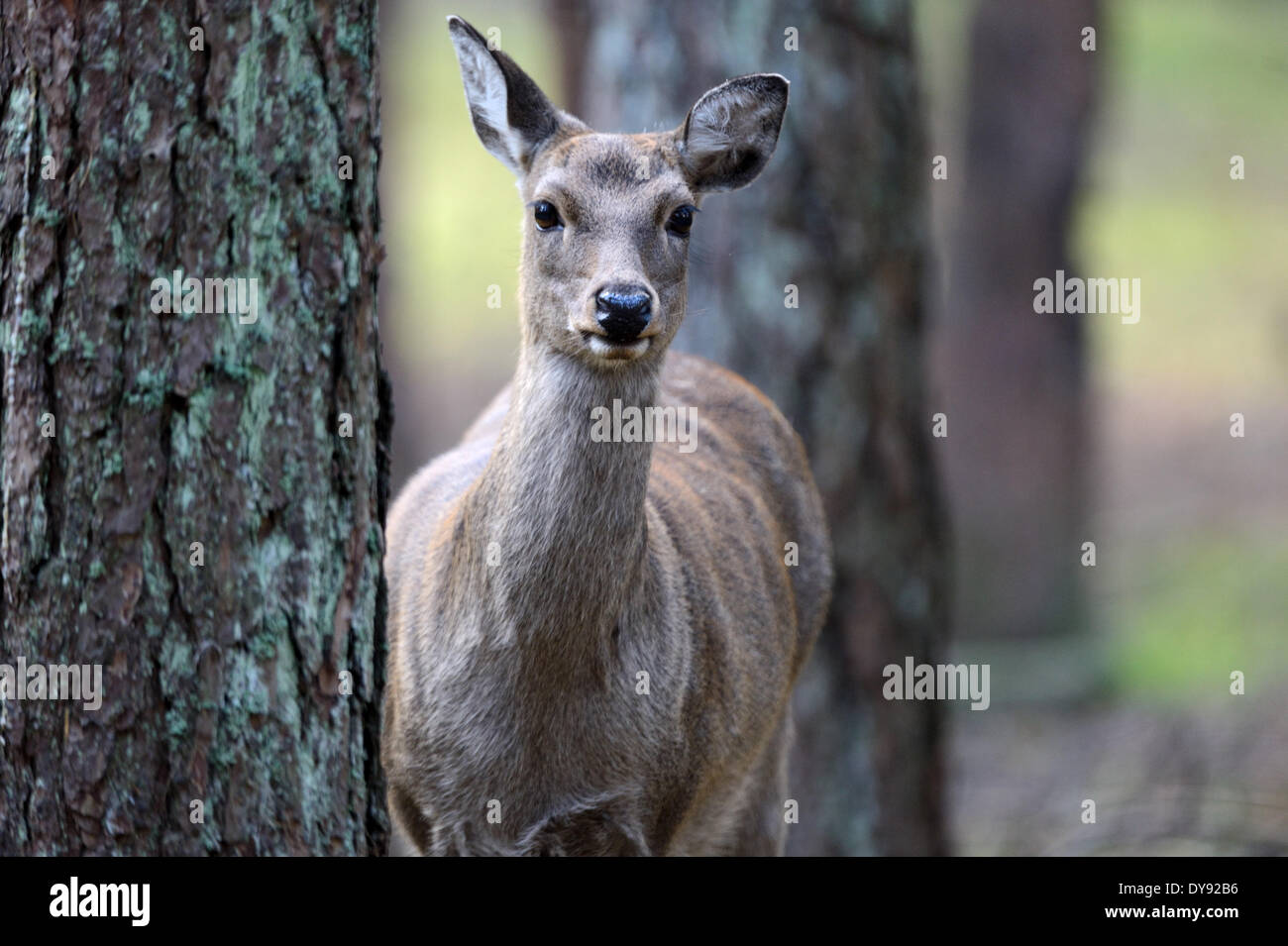 Gefleckter Hirsch Reh Hirsch Sika Cervus Nippon japanische Hirsche asiatischen Rehe Hirsche Brunftzeit Saison Herbst Tier Deutschland, Stockfoto