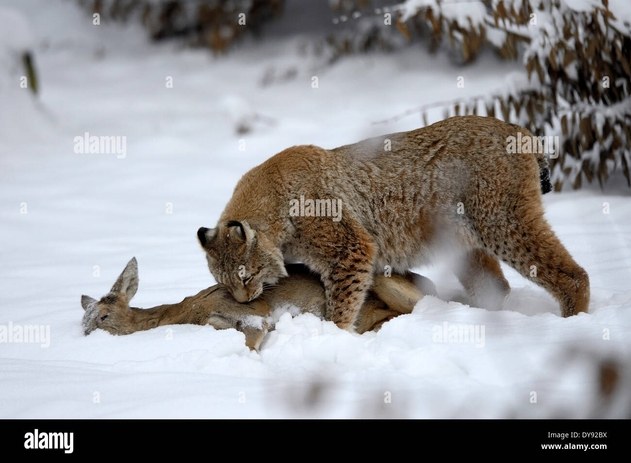 Luchs Katze Raubkatze Raubtier Katzen wildcat Großkatzen Luchse Fell Tiere Lynx Lynx Eurasischen Luchs Europäische Luchs Winter Tier anima Stockfoto