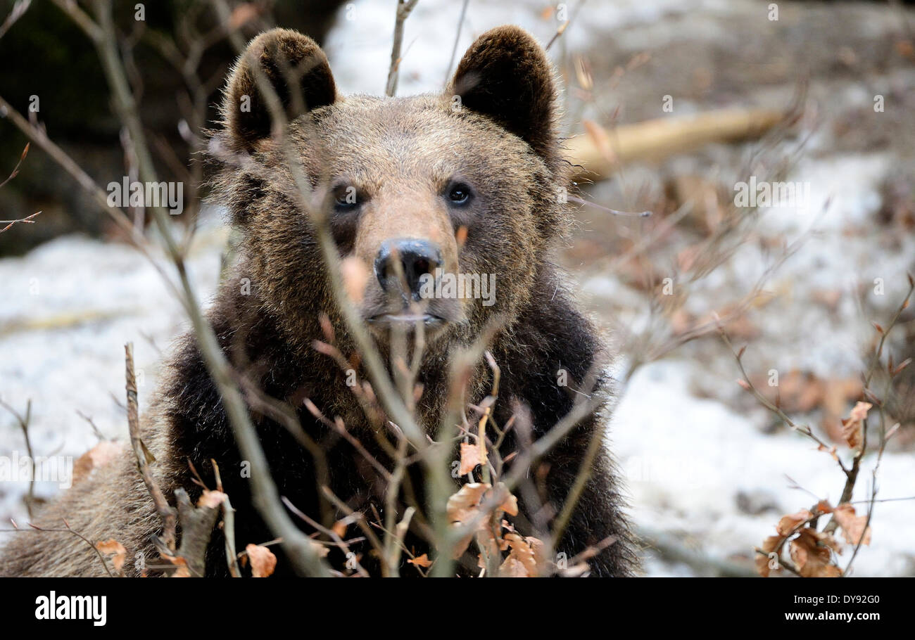 Braunbär europäischen tragen Europäische Braunbären, die Räuber Ursus Arctos Winter Dormanz Tier Deutschland Europa tragen, Stockfoto