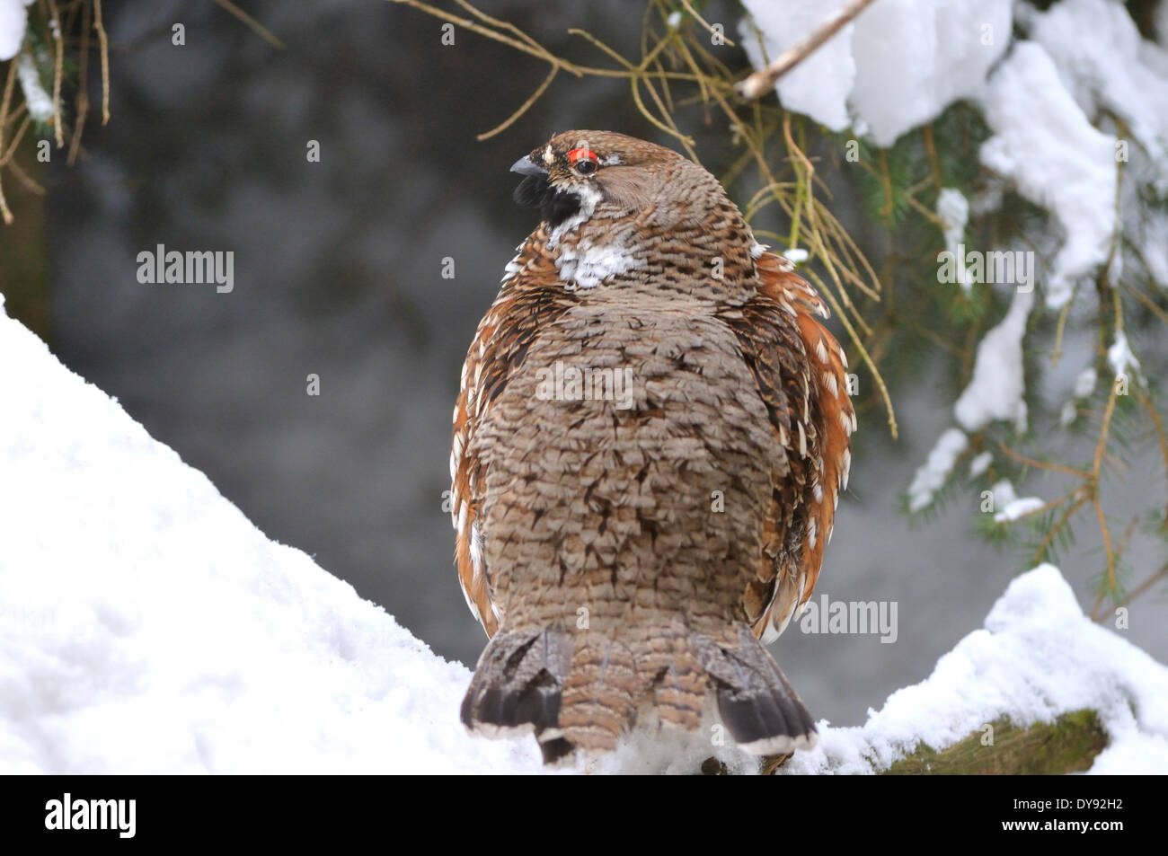 Henne Hasel Haselhuhn Wald Vogel Hasel Hühner Hühner Hühner Wald Vögel Vogel Vögel Wildvogel Wildvögel Tetrastes Bonasia chi Stockfoto