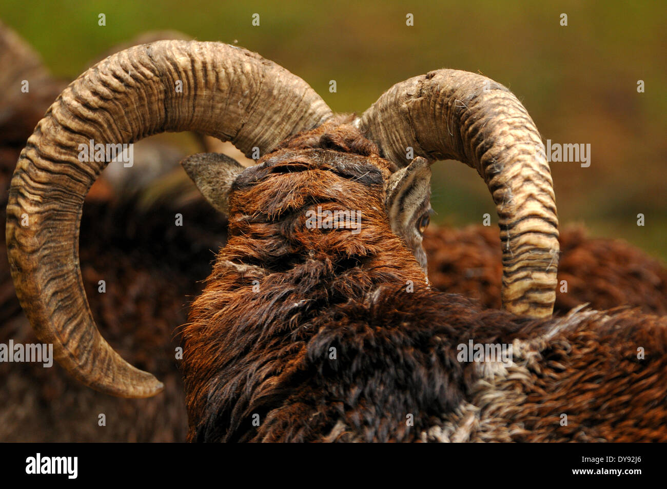 Waschmittel, Ram, Bergschafe, Ovis Ammon Musimon, sind, Frühling, Hörner, Tier, Tiere, Deutschland, Europa, Stockfoto