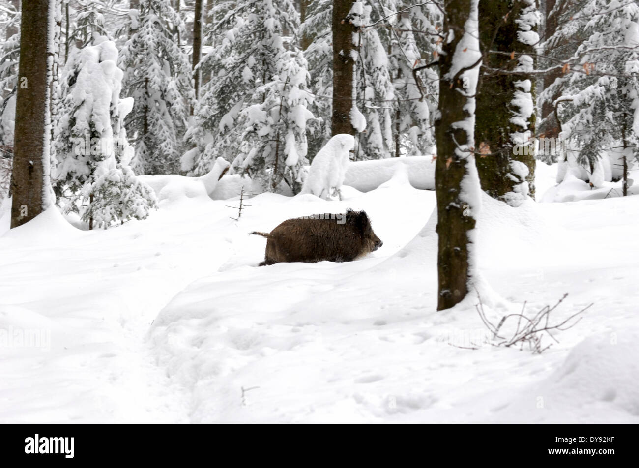 Wildschwein Sus Scrofa Scrofa Sau sät Wildschweine Klauentieren tierischen Schweinen Schwein Wirbeltiere Säugetiere Winter Schnee kalten Tier ein Stockfoto