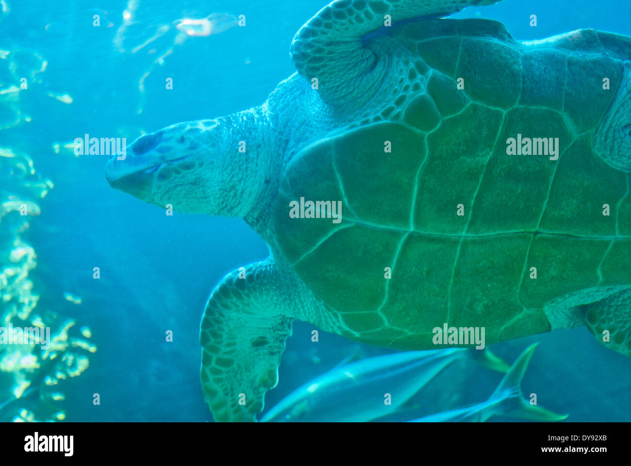 Schildkröte 2 Meerwasseraquarium Stockfoto