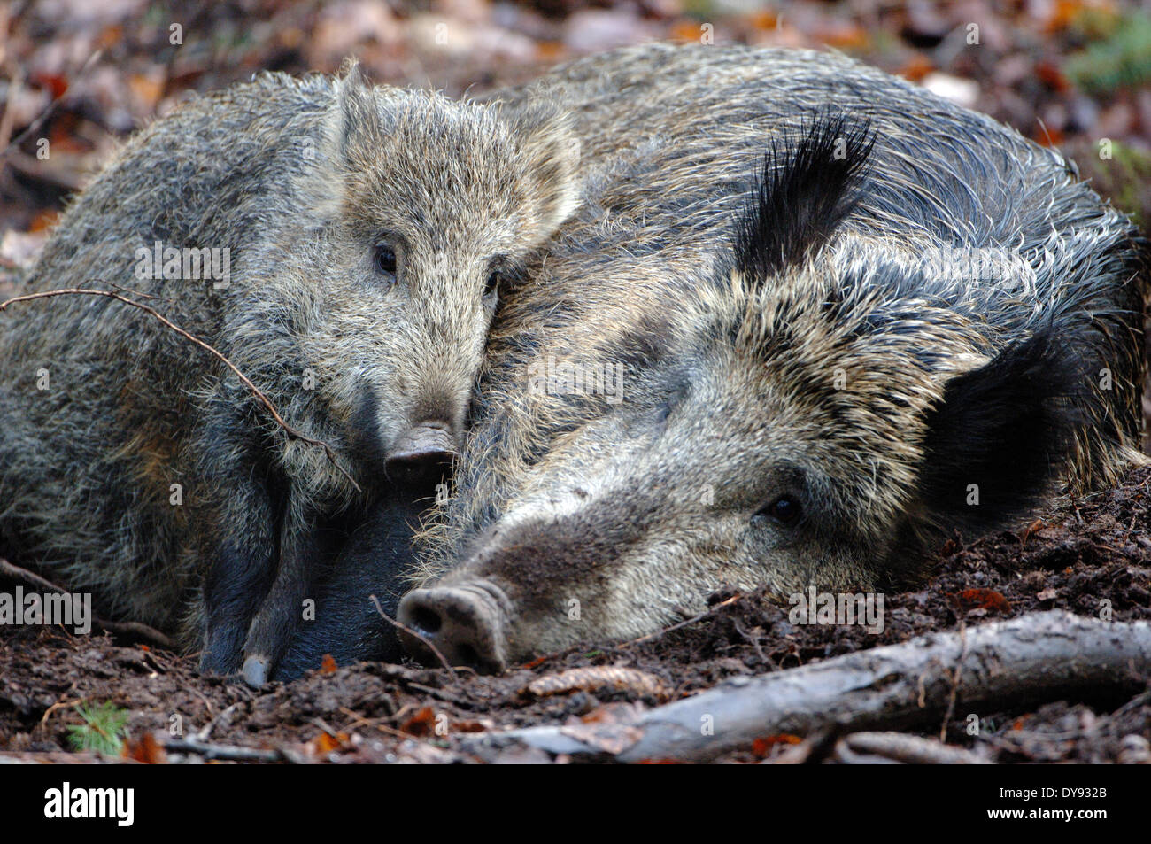 Wildschwein Sus Scrofa Scrofa Sau sät Wildschweine Klauentieren tierischen Schweinen Schwein Wirbeltiere Säugetiere Wildschweine Tier G Stockfoto