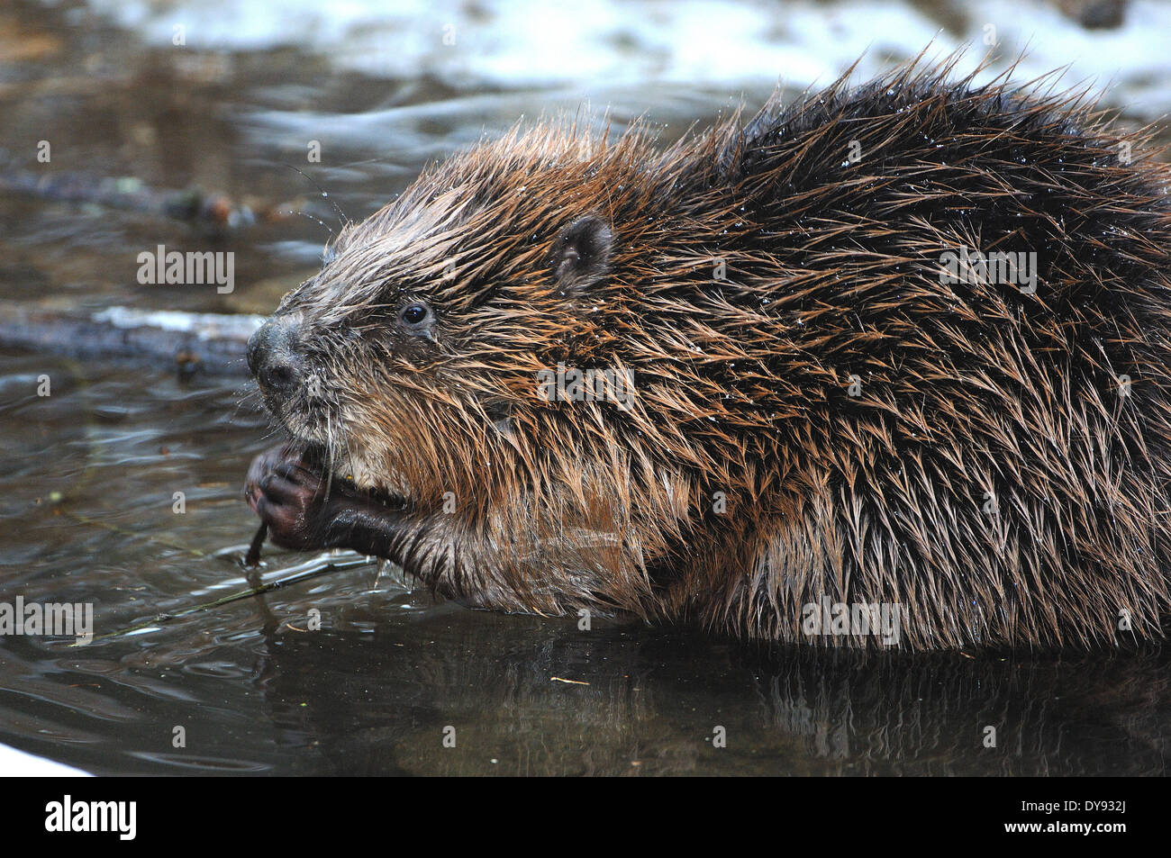 Biber, Nagetiere, Castor Fiber, Nagetier, europäische Biber, Säugetiere, Nagetiere, Tier, Tiere, Deutschland, Europa, Stockfoto