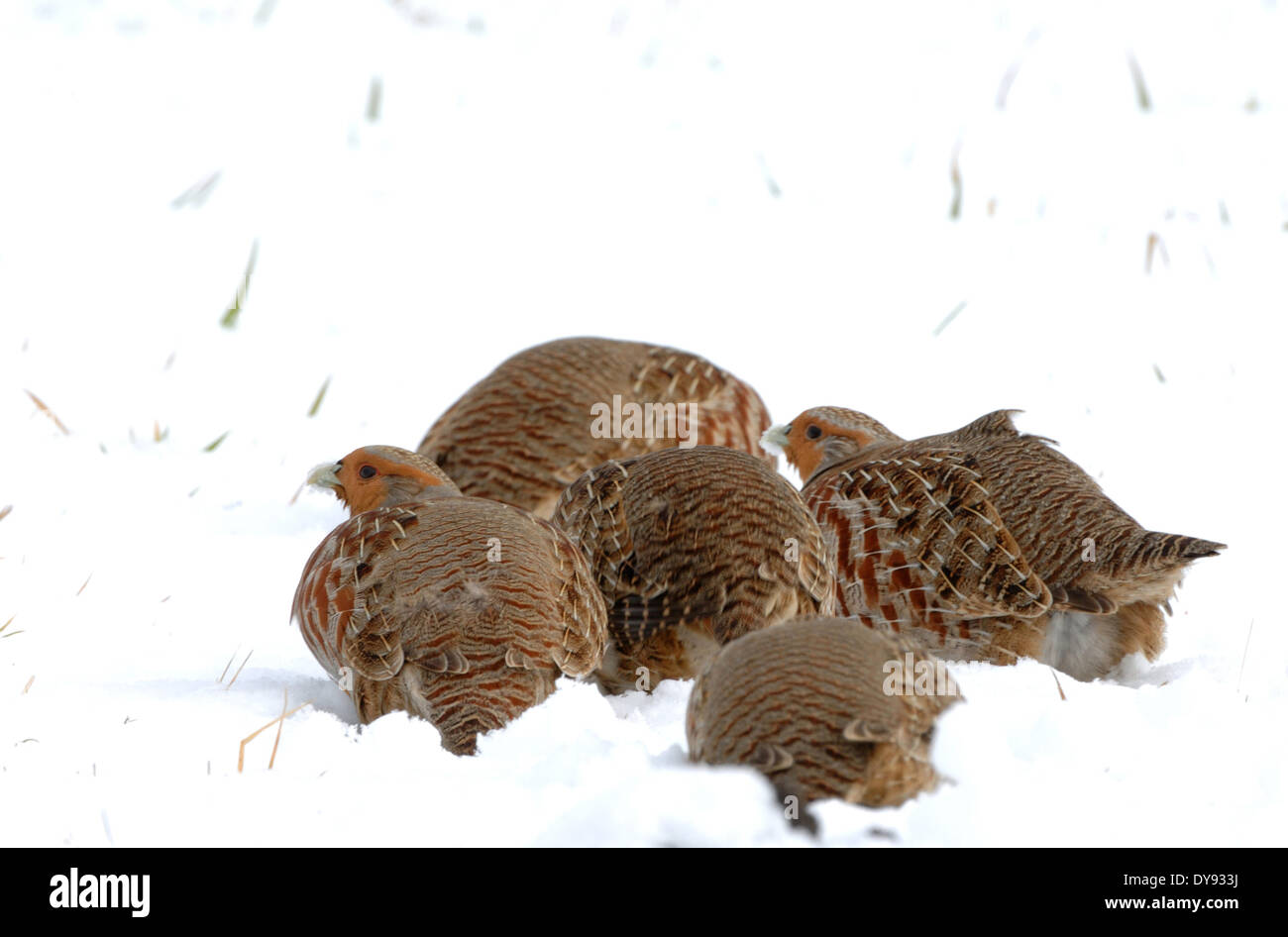 Rebhuhn Perdix Perdix hühnerartigen Vogel wilde Hühner Vogel Hühnervögel Rebhühner Vogel Vögel Winter Schnee Tier Ger Stockfoto