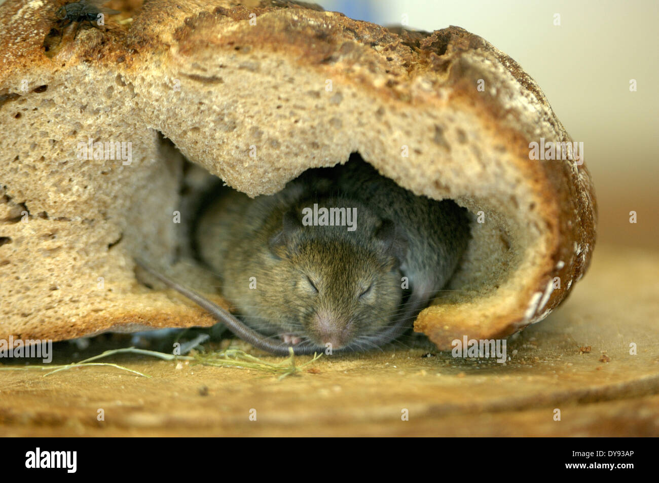 braune Ratte Straße Ratte gemeinsame Ratte Rattus Norvegicus Muroids Ratten Norwegen Ratte Nager Ratte Brot Tier Deutschland Europa, Stockfoto