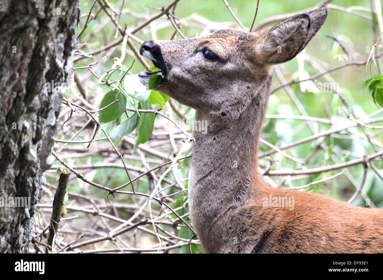 Rehe Capreolus Capreolus Paarhufern New World Hirsch Sommer rot Cervid Fütterung Tier Deutschland Europa, Stockfoto