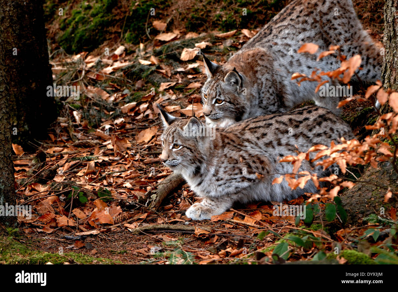 Luchs, Katze, Raubkatze, Raubtier, Katzen, Wildkatze, Großkatzen, Luchse, Pelztiere, Ambusher, Tier, Tiere, Deutschland, Europa, Stockfoto