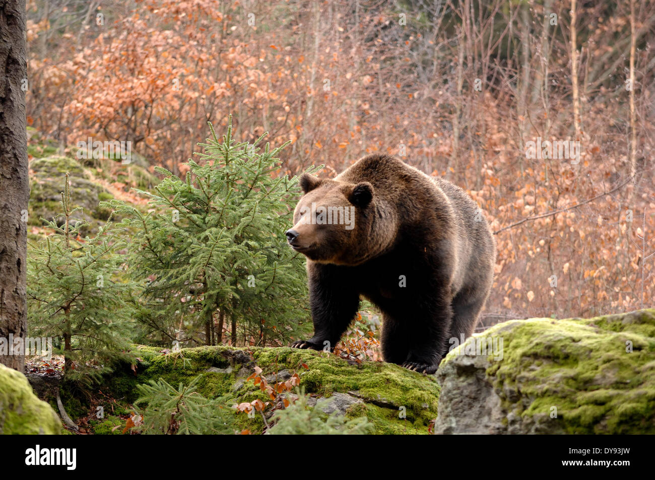 Braunbär europäischen europäischer Braunbär Raubtier Ursus Arctos bear Bär Braunbär Winter Tier Deutschland Europa, Stockfoto