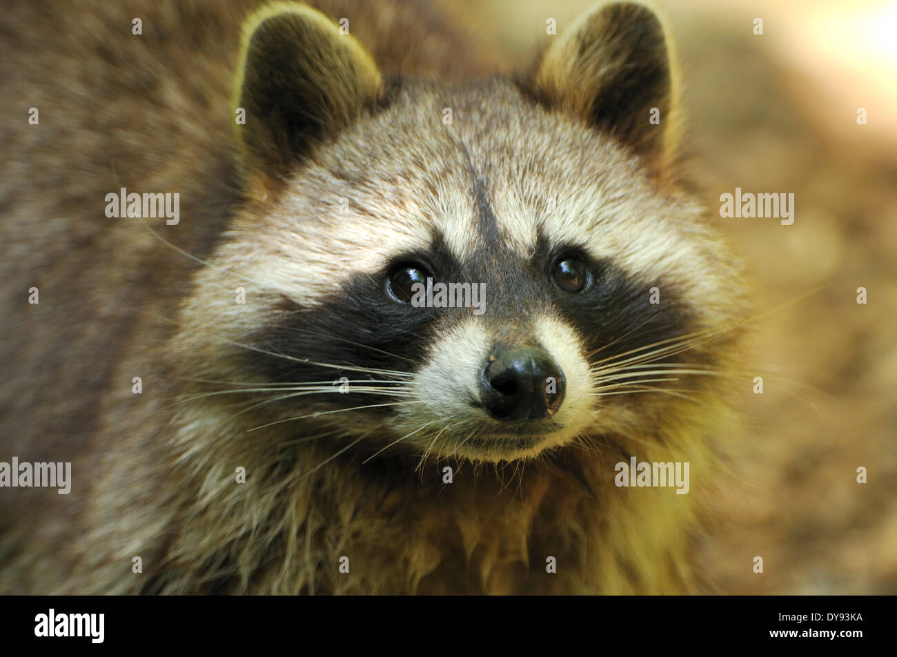 Racoon, Caniden, Raubtier, kleiner Bär, nordamerikanischer Waschbär, Procyon Lotor, Waschbären, Tier, Tiere, Deutschland, Europa, Stockfoto