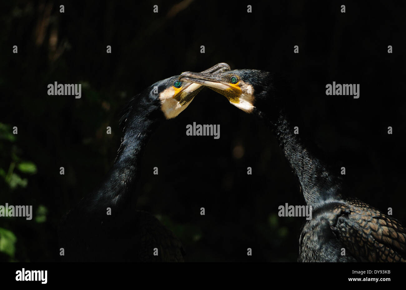 Kormoran Wasservogel Wasservögel Ruderfüssler Tauchen Jäger Phalacrocorax Carbo Tauchen Vogel Tier Deutschland Europa, Stockfoto