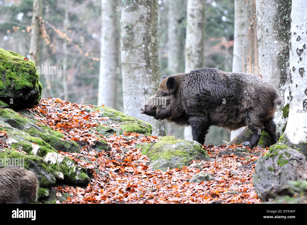 Wildschwein Sus Scrofa Scrofa Sau sät Wildschweine Klauentieren tierischen Schweinen Schwein Wirbeltiere Säugetiere Wildschweine Tier Deutsch Stockfoto