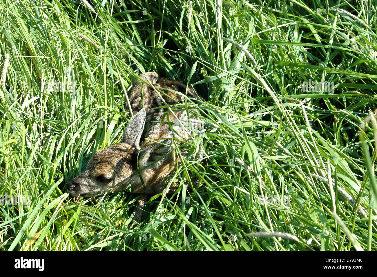 Rehe, Capreolus Capreolus, Klauentiere, neue Welt Hirsch, Tier, Tiere, Deutschland, Europa, Stockfoto