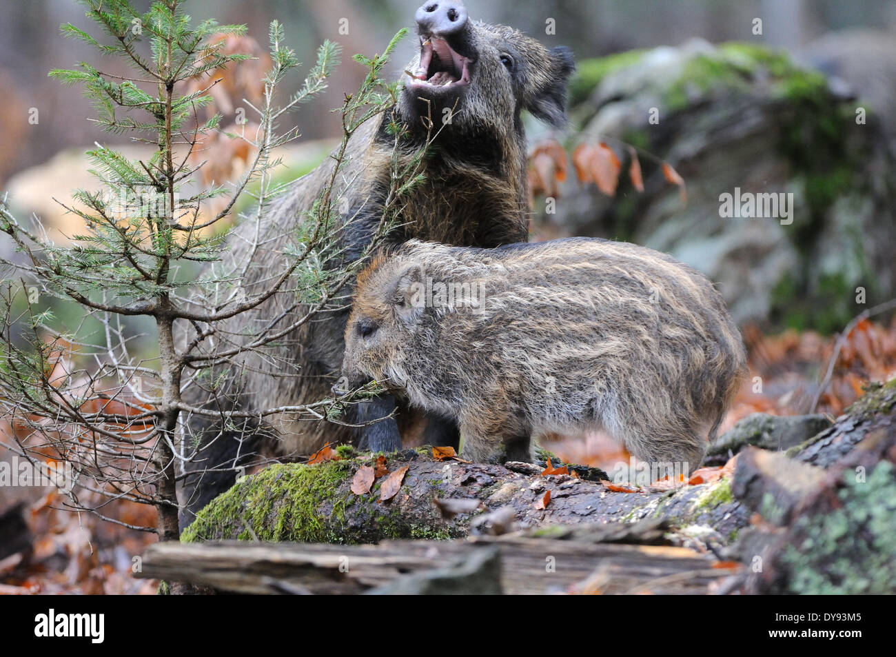 Wildschwein Sus Scrofa Scrofa Sau sät Wildschweine Klauentieren tierischen Schweinen Schwein Wirbeltiere Säugetiere junge Wildschwein junge Wilde Bo Stockfoto