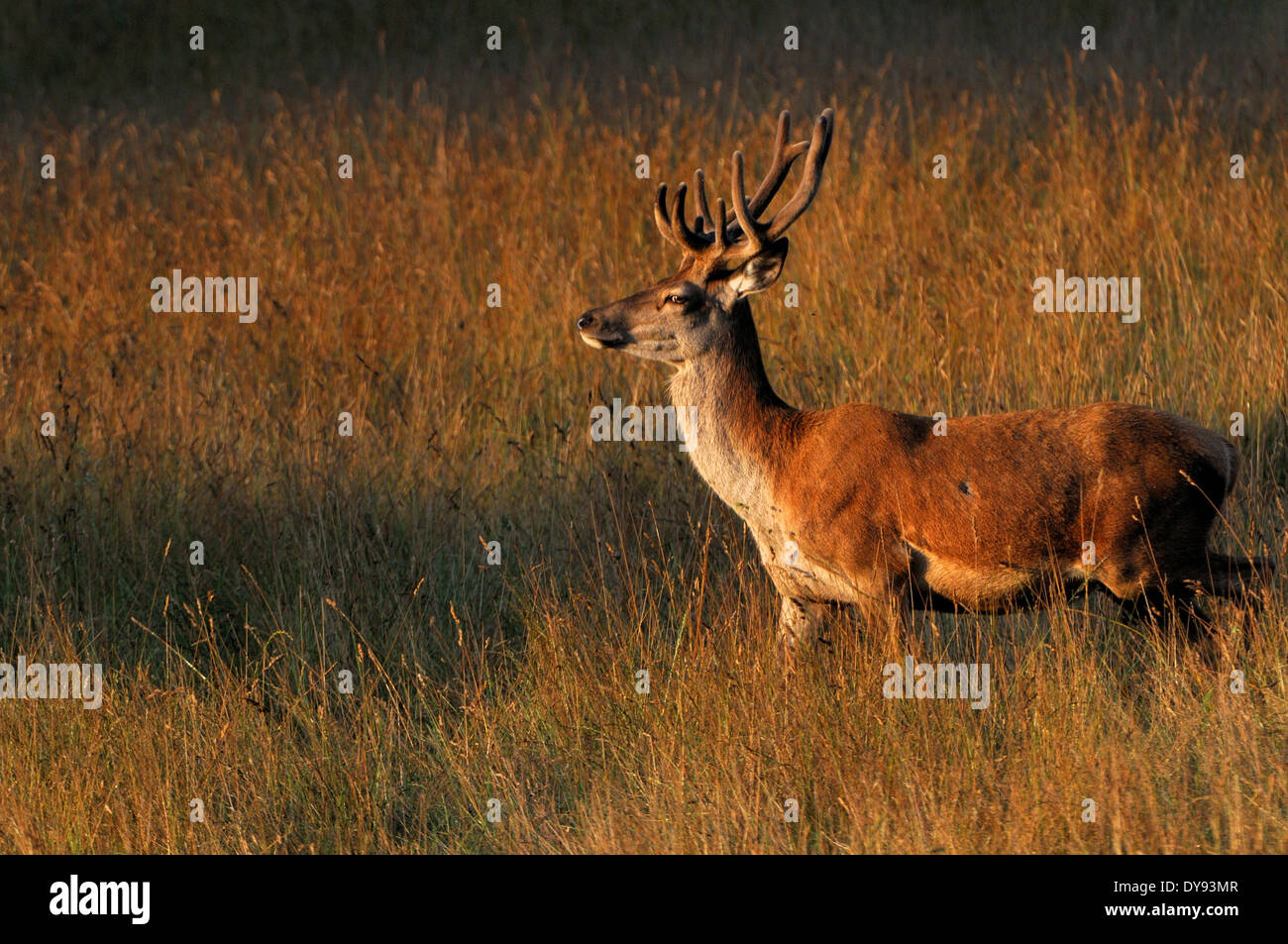 Red Deer, Geweih, Hirschgeweih, Cervid, Cervus Elaphus, Reh, Hirsch, Hirsche, Huftiere, samt, Tier, Tiere, Deutschland, Europa, Stockfoto