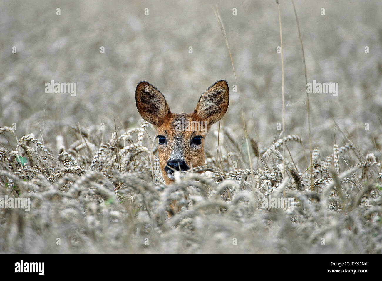 Rehe, Capreolus Capreolus, Klauentiere, neue Welt Hirsch, Tier, Tiere, Deutschland, Europa, Stockfoto